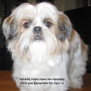 Ivan & ShuShi B'