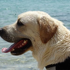 Rupert