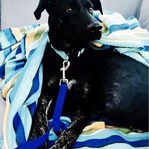 Pissa_TheDog