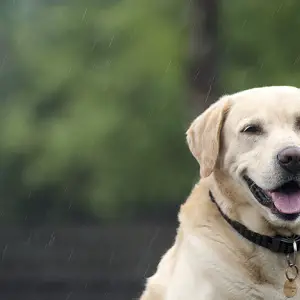 Singing in the rain 3