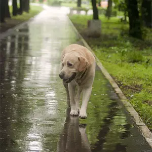 Singing in the rain 1