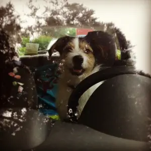 want a ride?