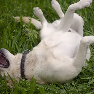 Rolling in the grass