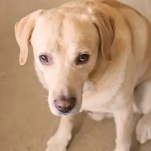 Cookie Hypnosis
