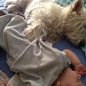 westie & baby