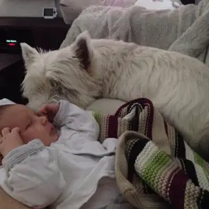 westie & baby