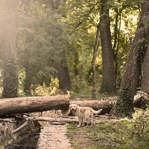 Summer Woods