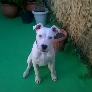 Αρης dogo argentino 6 μηνων