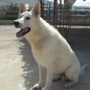ektoras