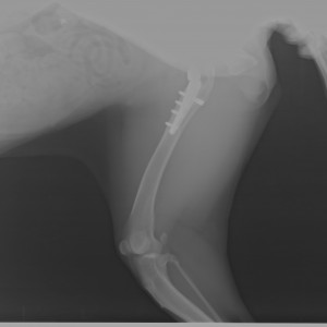 1st Surgery after 7 months (1)