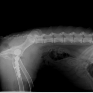 1st Surgery, Post Surgery (2)