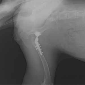 2nd Surgery after 6 days  (3)