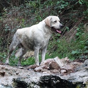 GJW 2016 - JCH - CH - GRCH RUPERT Queen's Joy