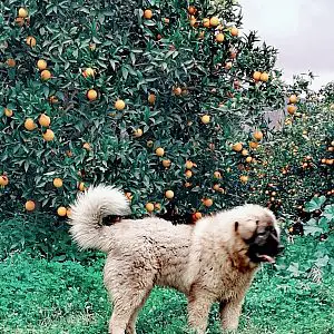 Ποιμενικό καυκάσου