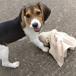 Puppy 3 month