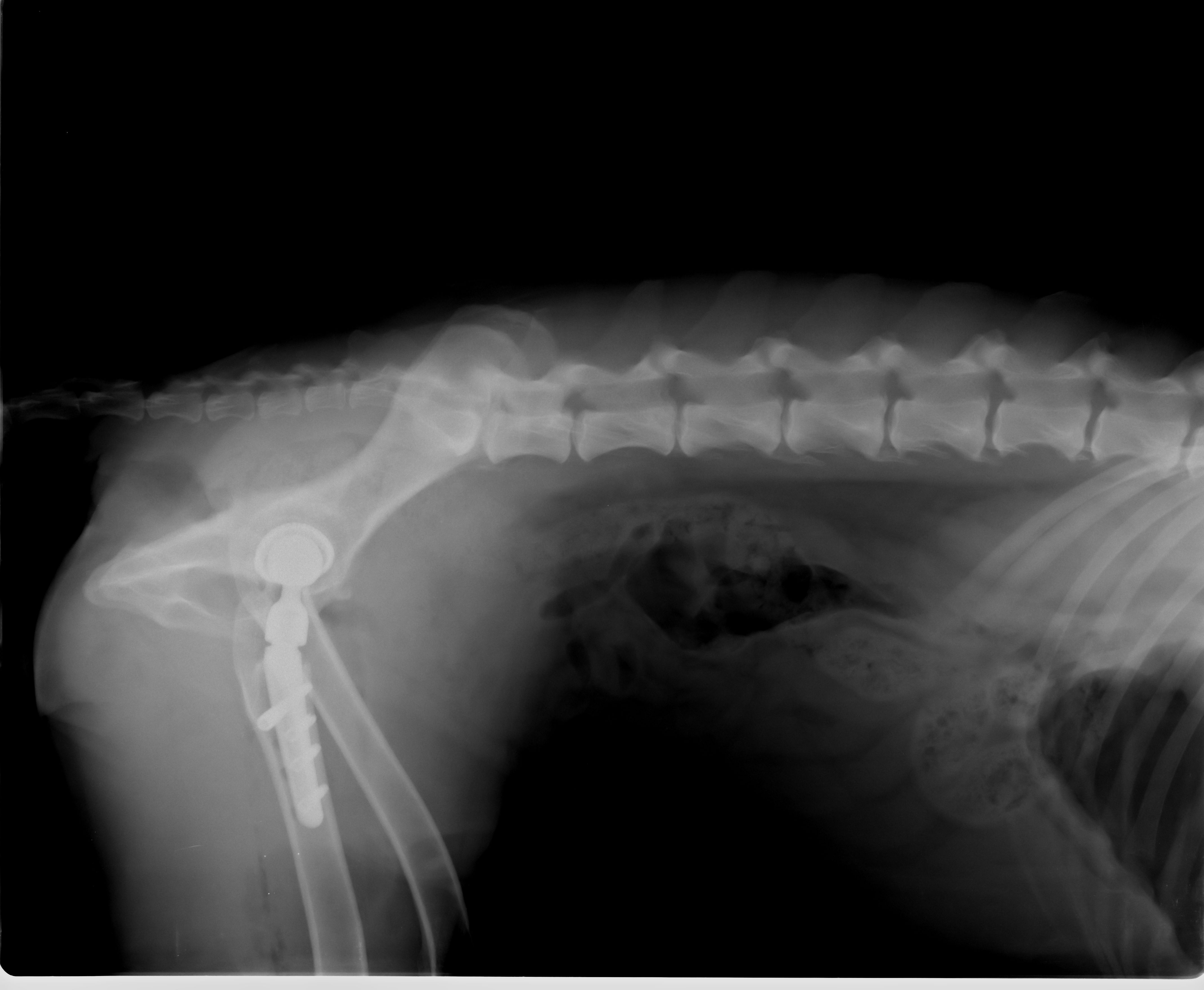 1st Surgery, Post Surgery (2)