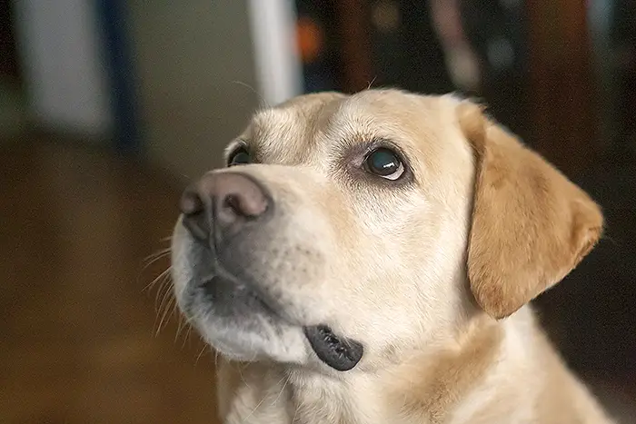 Cookie 2