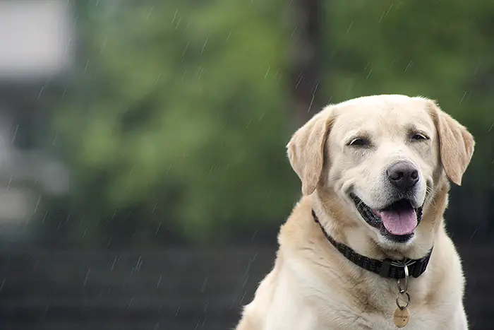 Singing in the rain 3