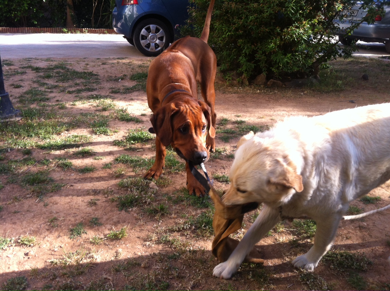 Tug-of-War