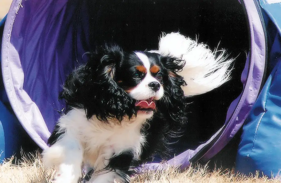 Κάβαλιερ Κινγκ Τσαρλς Σπάνιελ Cavalier King Charles Spaniel Agility