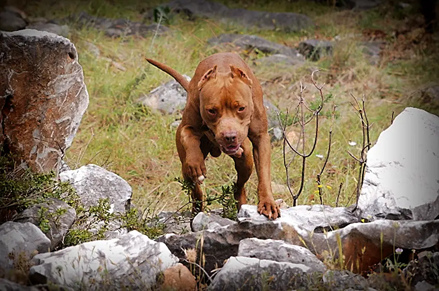 Καλός ιδιοκτήτης “δυναμικού” σκύλου