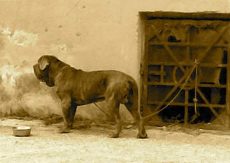 Το Μαστίνο Ναπολετάνο είναι ένας εντυπωσιακός σκύλος