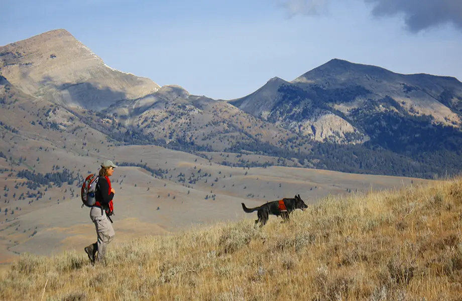 WDC Working Dogs for Conservation