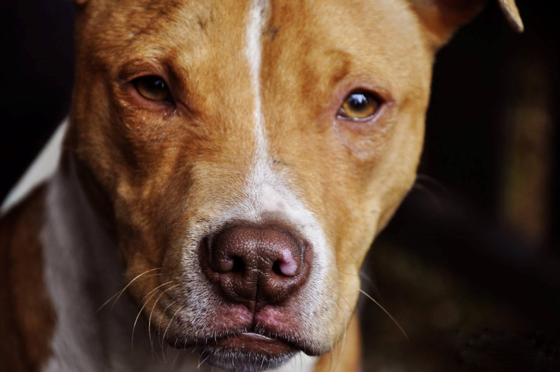 Επιτέθηκε το Pit Bull τελικά