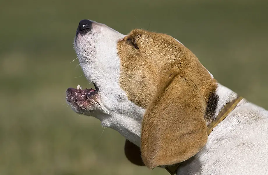 Kennel cough ή βήχας κυνοκομείου