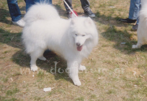 Ivan Samoyed