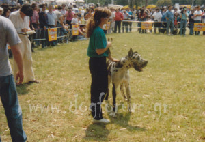 Tizard Z.Javisu CS Great Dane