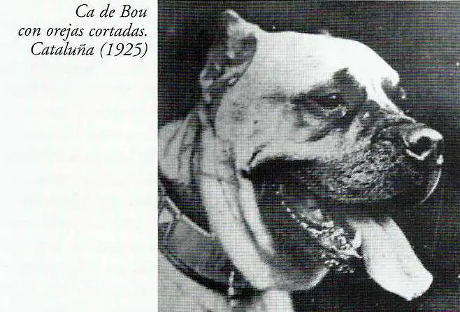 Χαρακτηριστικό κεφάλι Ca de Bou με κομμένα αυτιά 1925