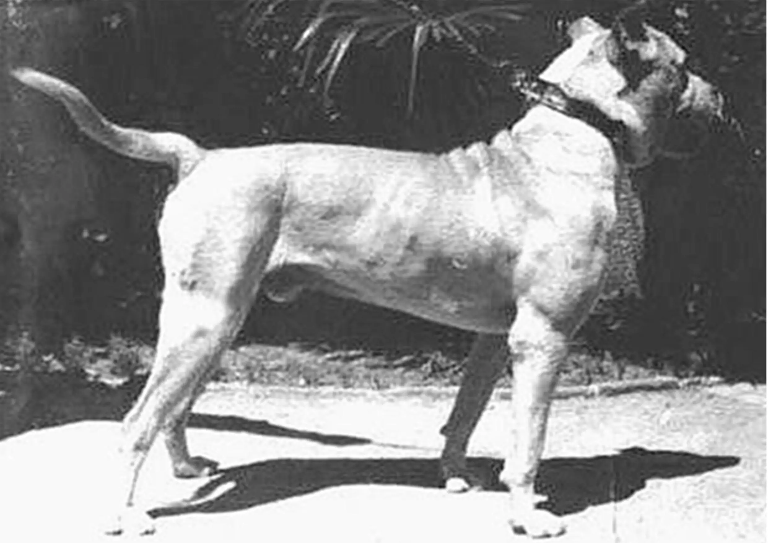 Cordoba Perro de Pelea πρόγονος του Ντόγκο Αρτζεντίνο