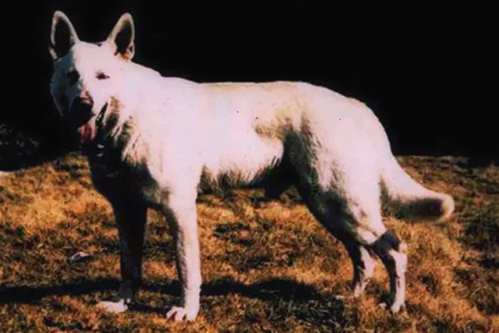Λευκός Ελβετικός Ποιμενικός Lobo White Burch