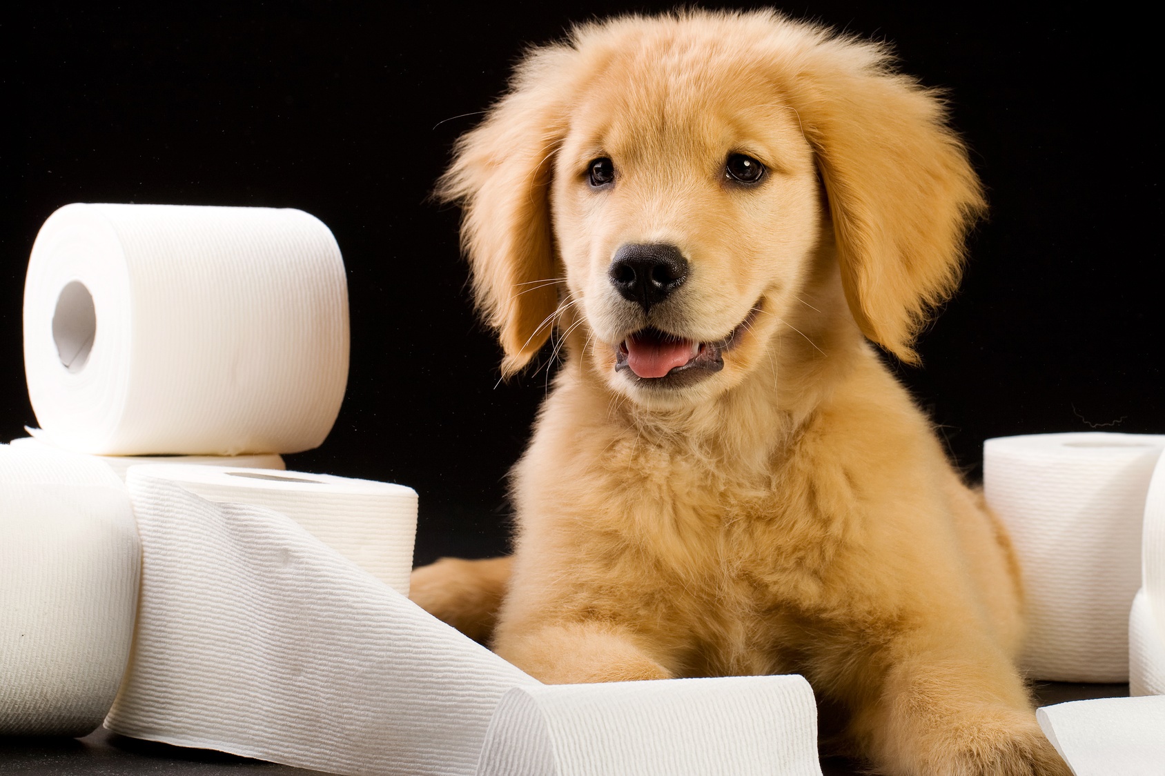Διατροφή σκύλου με διάρροια
