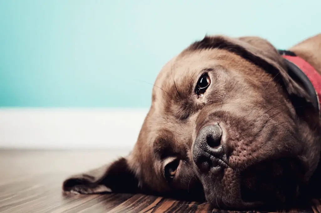 Διατροφη σκυλου με διαρροια και αλλες γαστρεντερικες διαταραχες