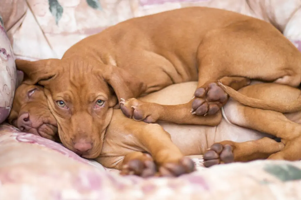 Υπάρχουν αρκετοί παράγοντες για το πόσο κοιμάται ο σκύλος