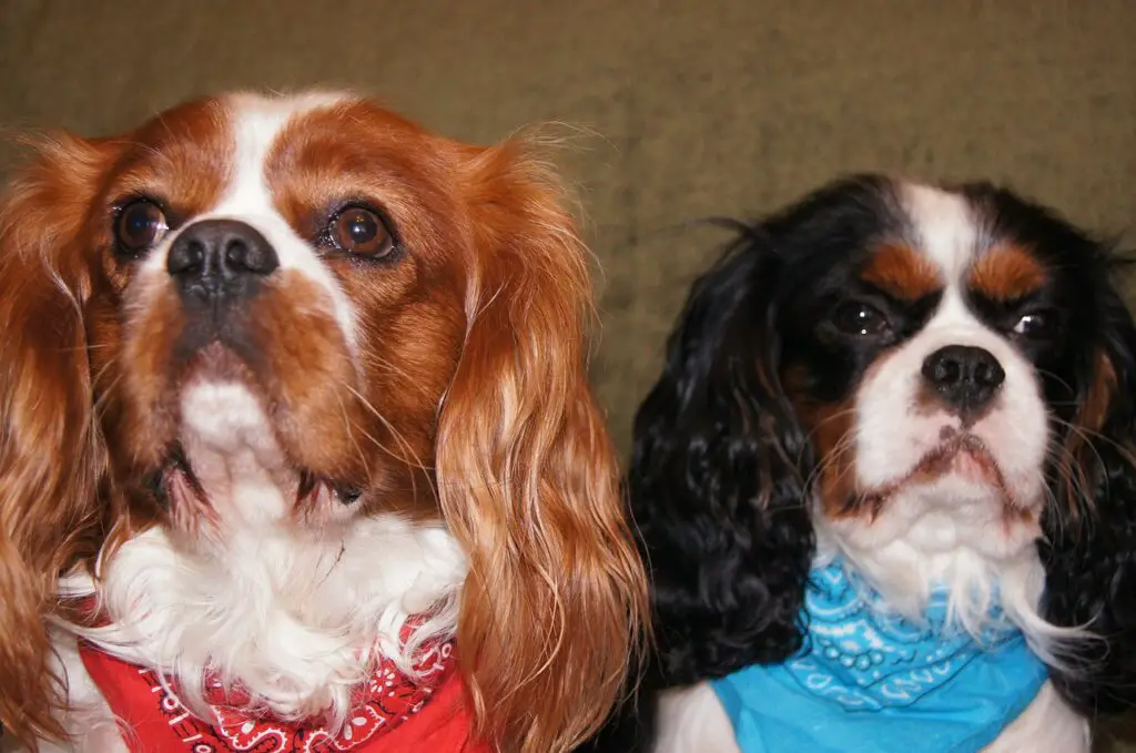 cavalier-king-charles-spaniel