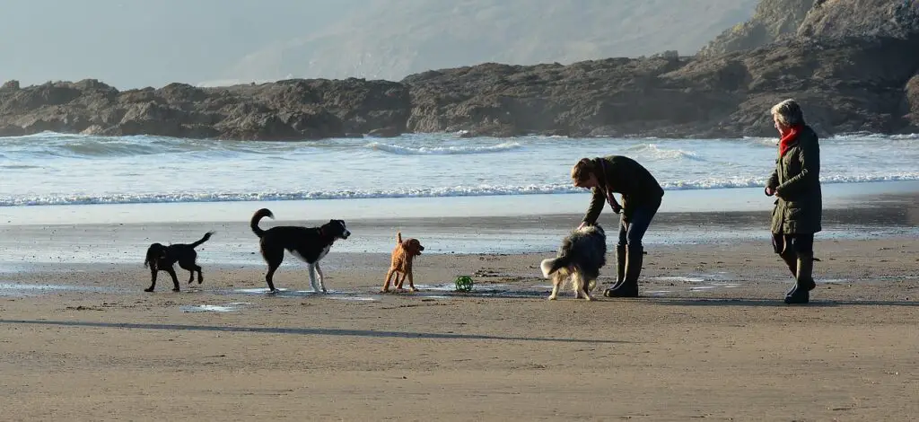 Σκύλοι παίζουν στην παραλία