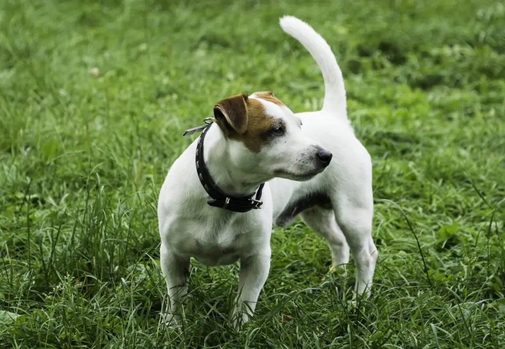 Εξετάσεις υγείας σκύλου και τι εξασφαλίζουν