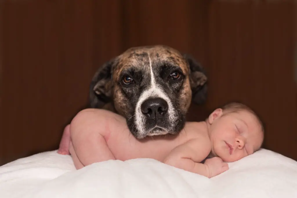 Μωρό και σκύλος συνύπαρξη